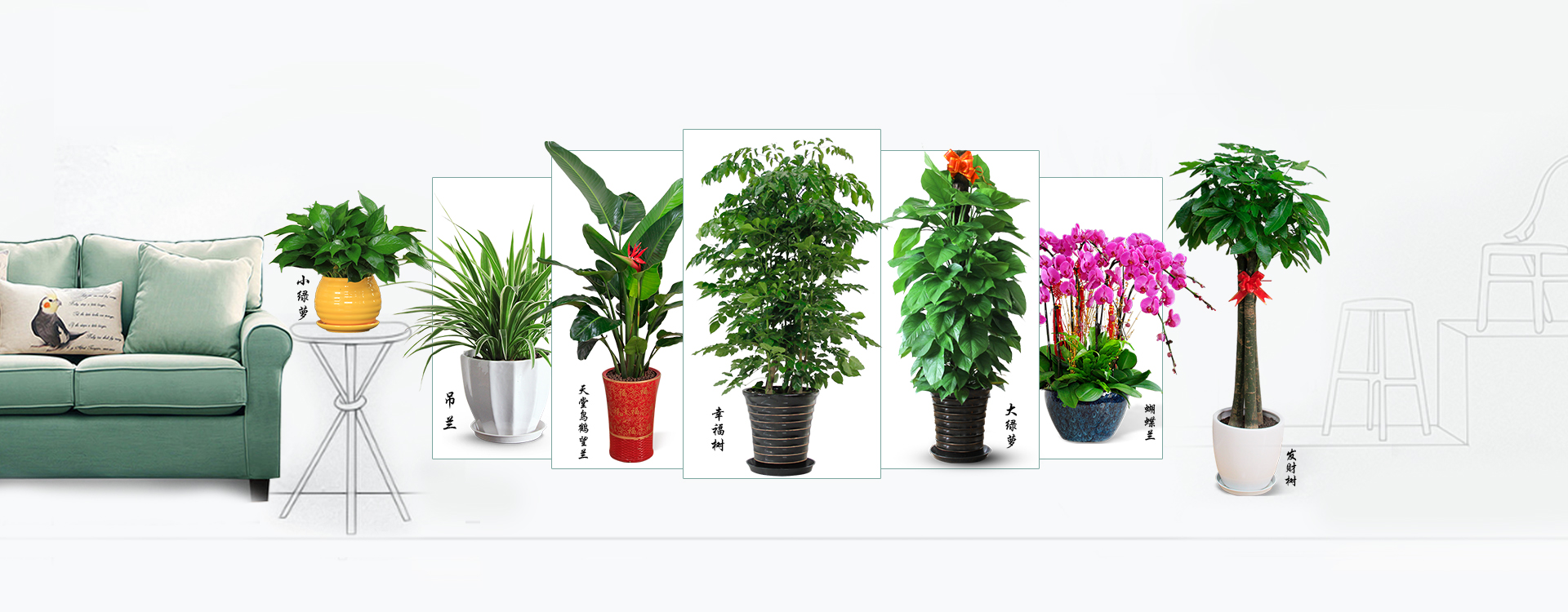 植物租賃,<a href='http://m.krq623.cn/zubai/' target='_blank'><u>綠植租賃</u></a>,室內<a href='http://m.krq623.cn/zubai/' target='_blank'><u>綠植租賃</u></a>,室內植物租賃